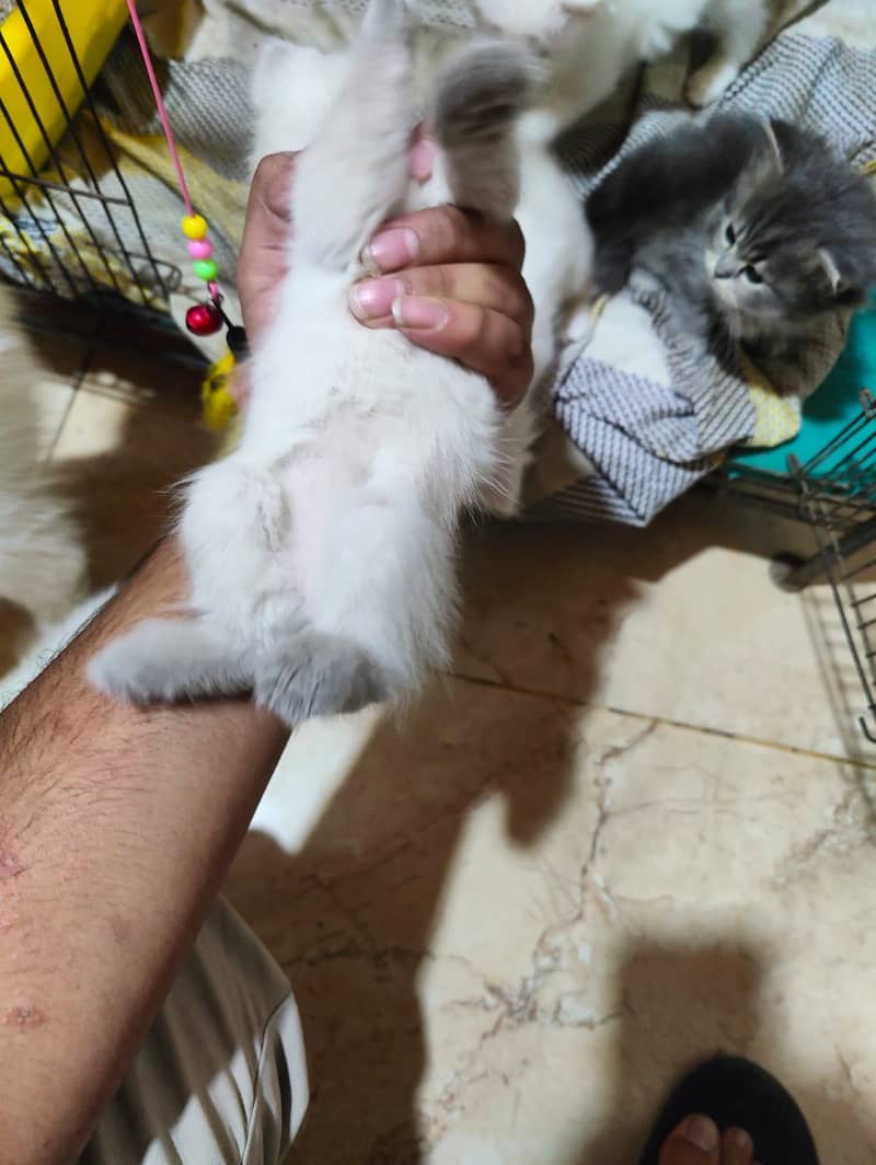 Persian kittens 0