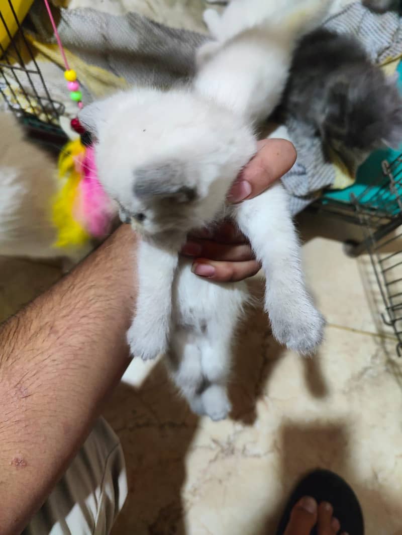 Persian kittens 1