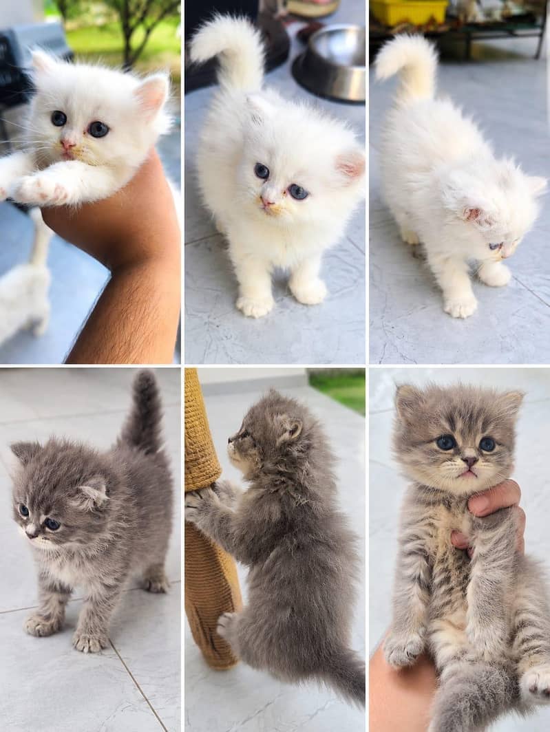 Persian kittens 7