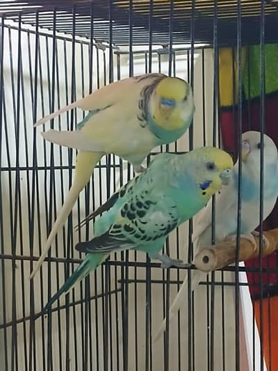 Pied Budgies pair 1000% breader pair Mashallah