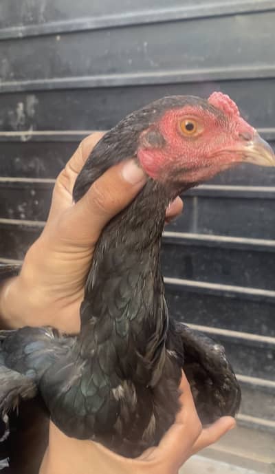 1 murghi with chick 2 pathy