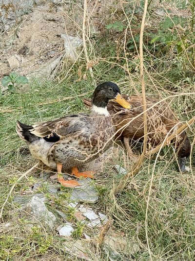 Duck for sale