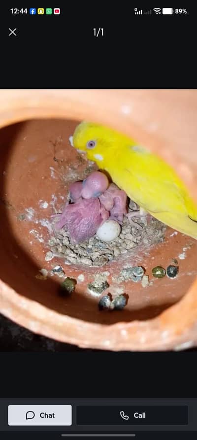 birds