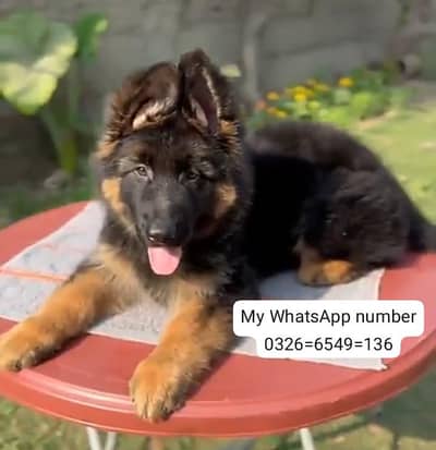 German Shepherd dog vaccine mukammal for sale