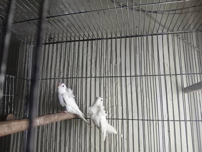 albino hogo available 0/3/2/1/4/9/4/6/8/4/4