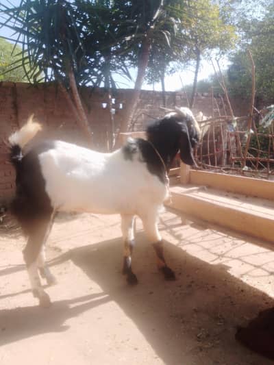 Bakra For sale. Ma Sha ALLAH abhi kheera Hy.