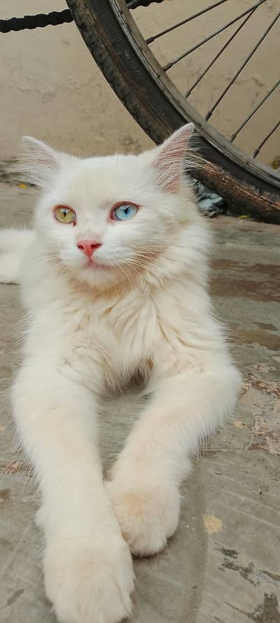 cat white