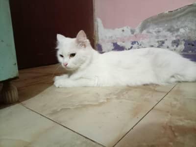Simba & tonu