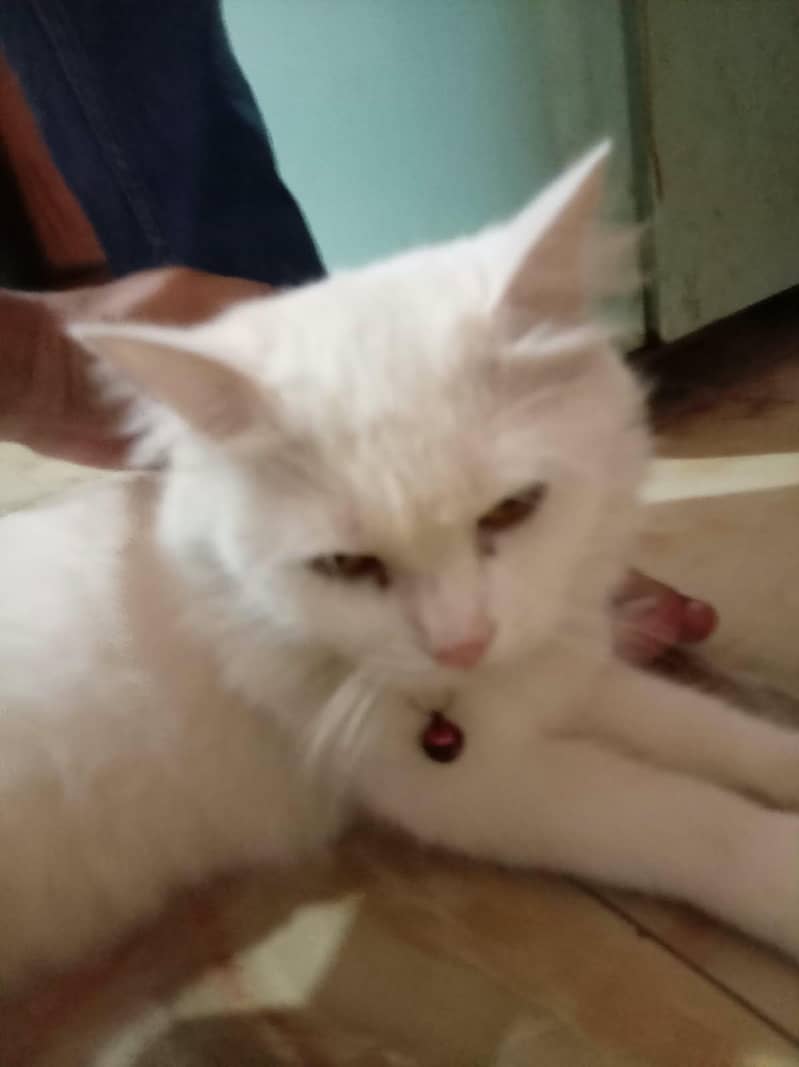 Simba & tonu 1