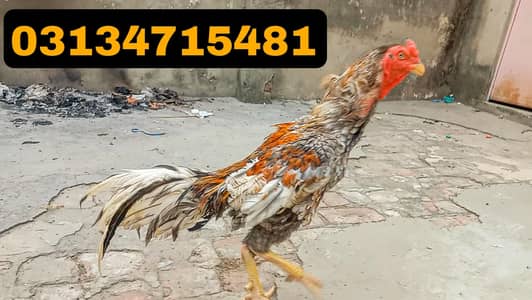 BREEDER SALETA ASEEL MALE