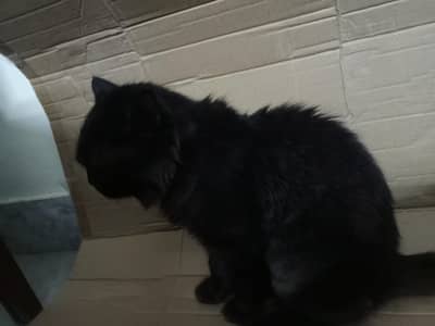 Big Cat