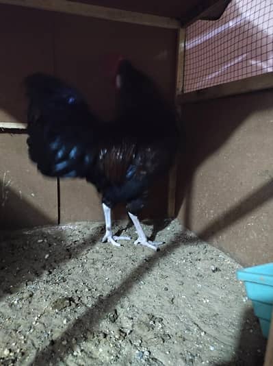 Golden misri young hens.