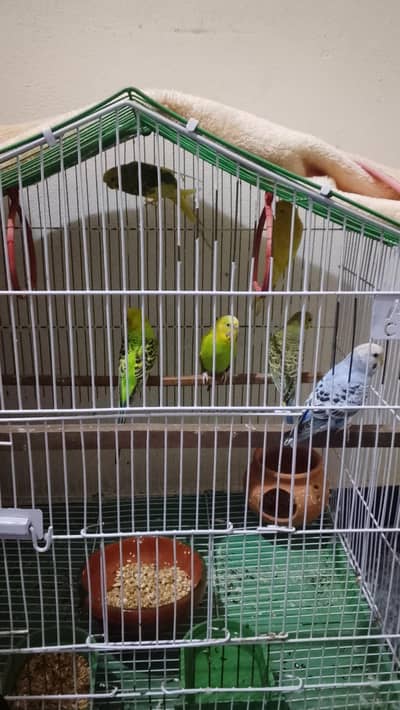 Australian parrot hn green and blue and yellow