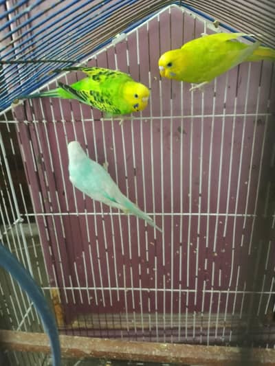 Australia parrots young