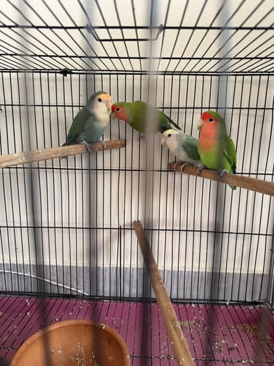 Lovebird rosecolli breeding pairs bonded