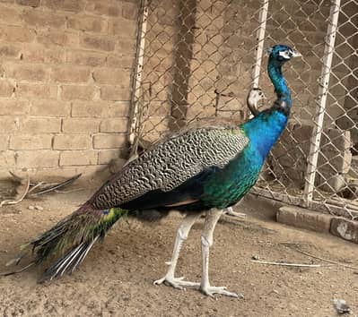 Indian blue