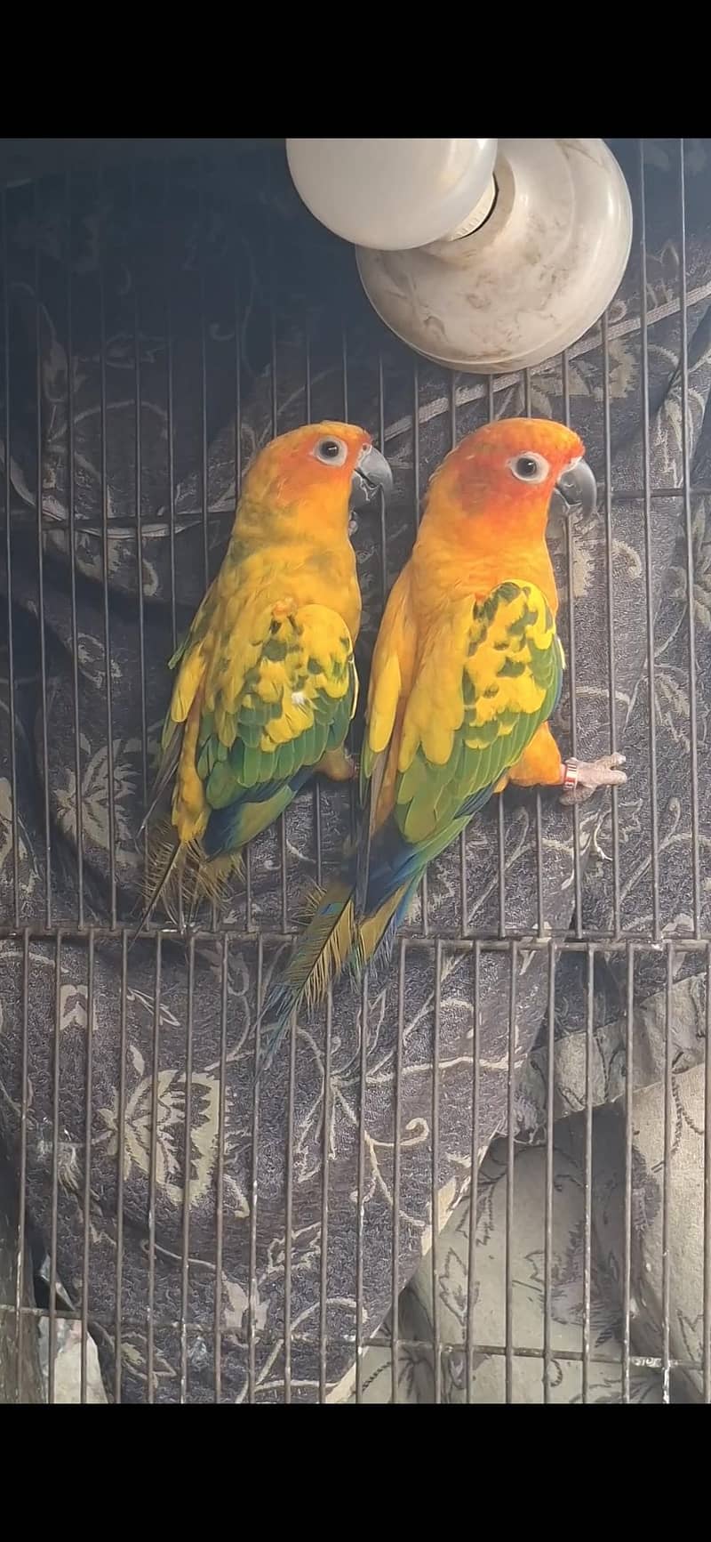 sun Conure pair 1