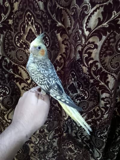 handtamed fly tame common pearl male available for sale.