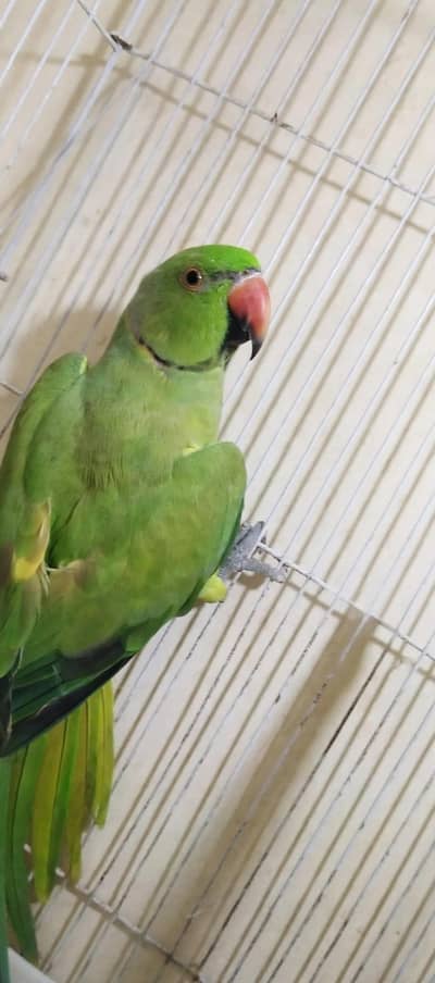 Green Ring Neck Parrot | Male | Fully Active & Healthy | Hyderabad
