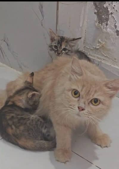 beautifu only one kitten and mother for sale
