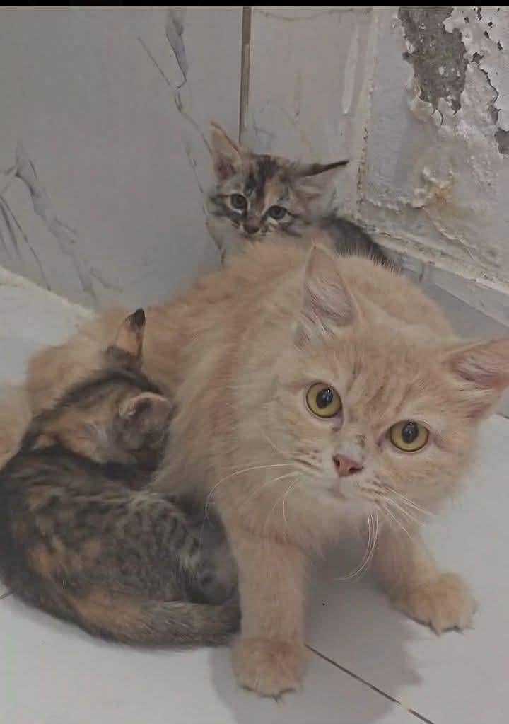 beautifu only one kitten and mother for sale - Cats - 1121052128