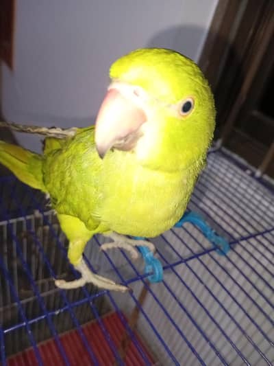 green male for sale