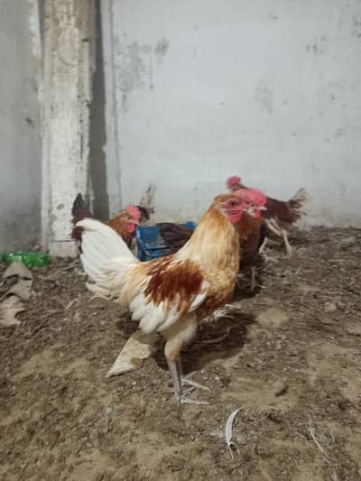 Golden Misri Murgha , Healthy and Active