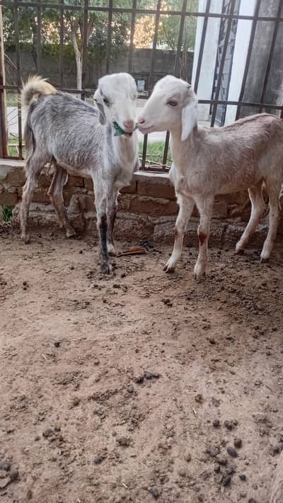 pair goat for sale