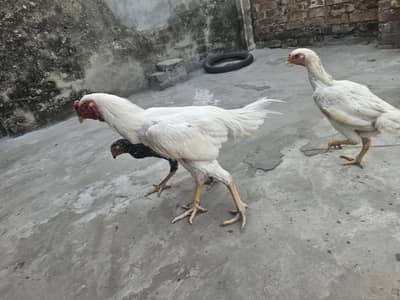 king-size Shamoo Trio