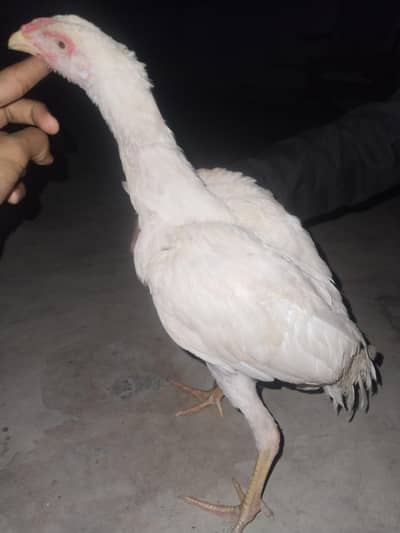 aseel heera