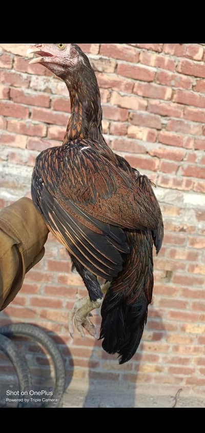 Thai X Mianwali