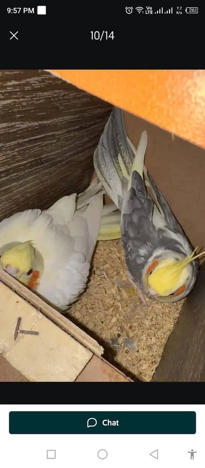 cocktail breeder pair