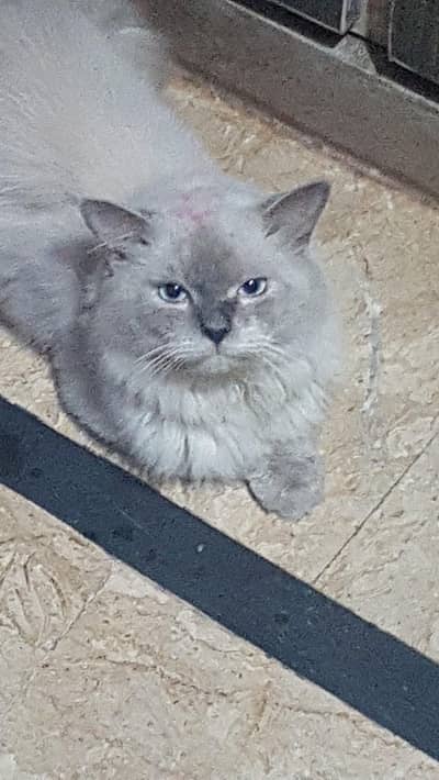 Ragdoll