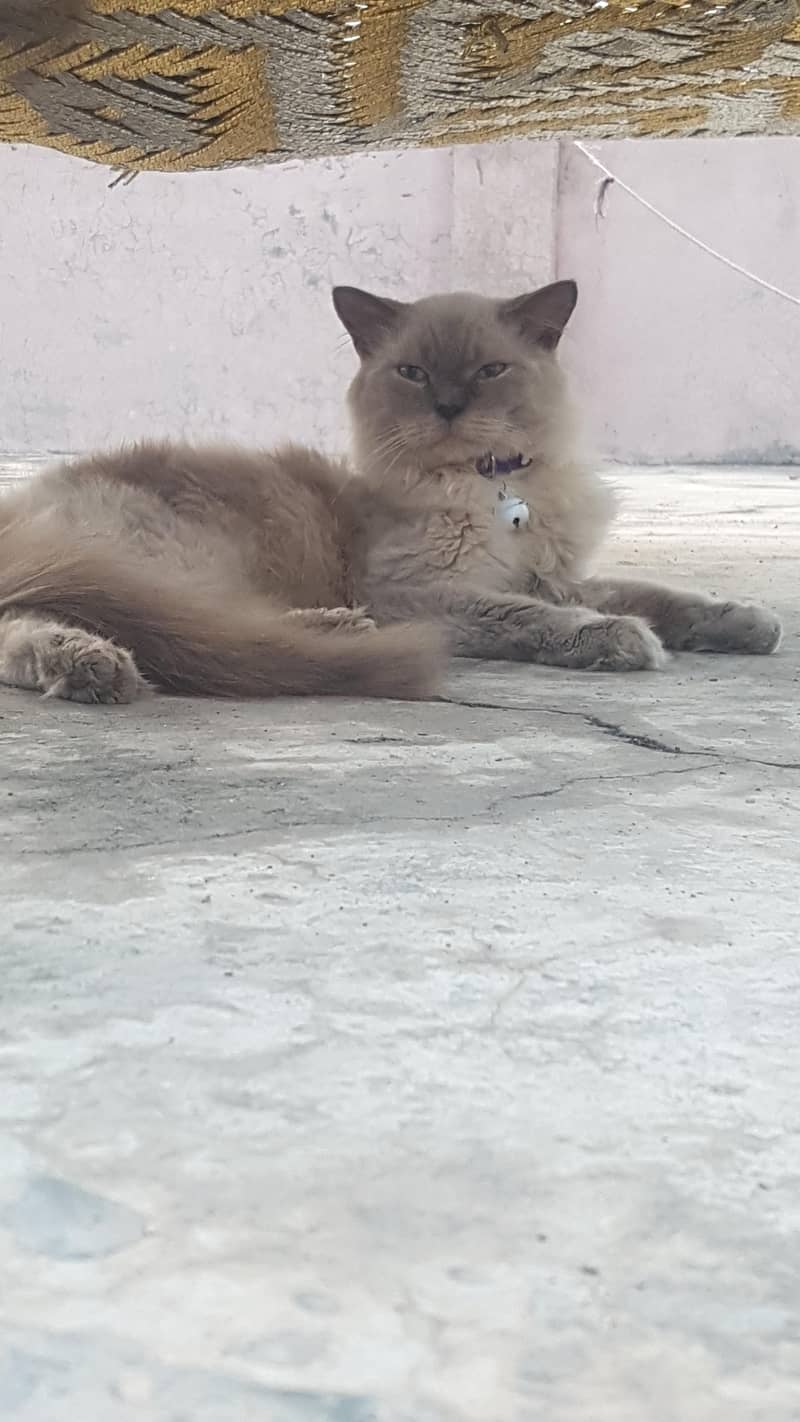 Ragdoll 1
