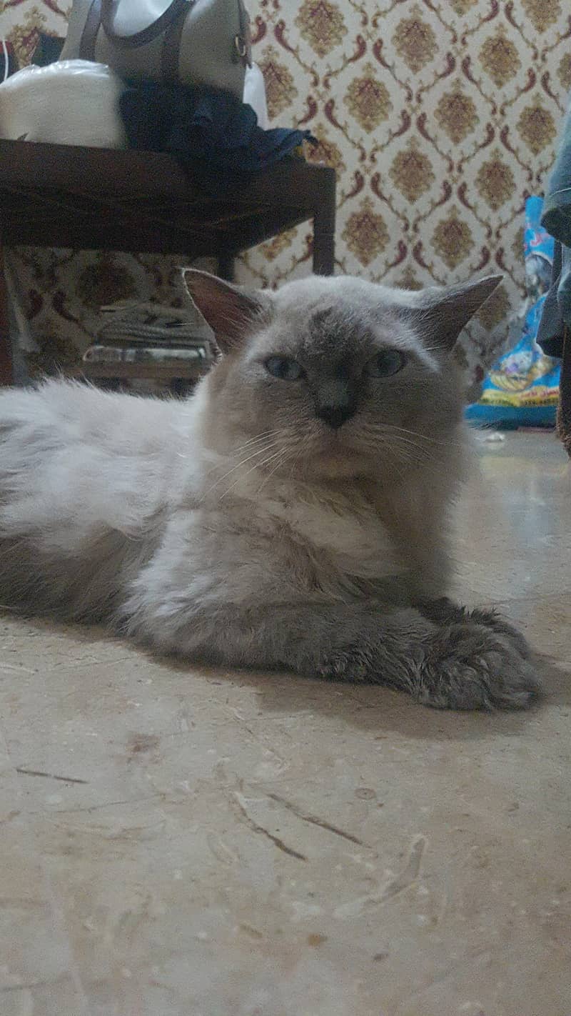 Ragdoll 6