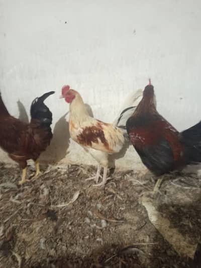 Golden Misri Male for Sale || Ghar ke palay huey || 5-5.5 months