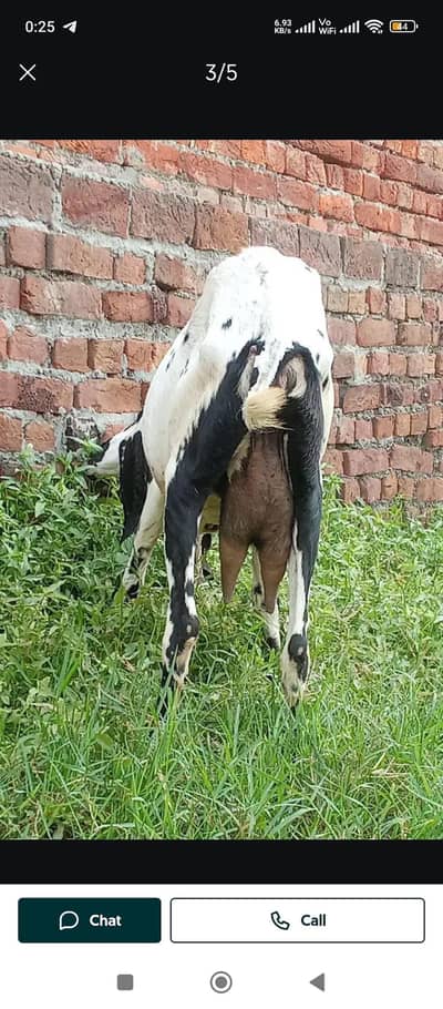 urgent fall sale gaban h 2 mahine ki
