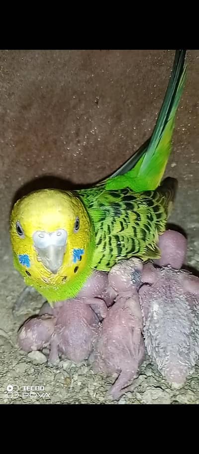Breeder budgie pair for sale with 1 chick and matki. .