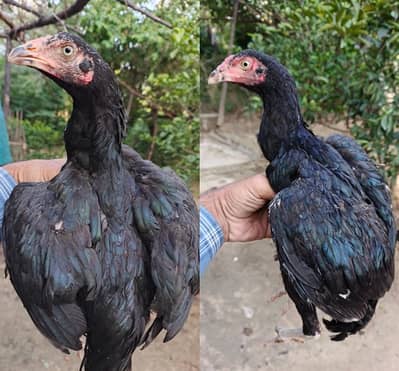 mushka pair