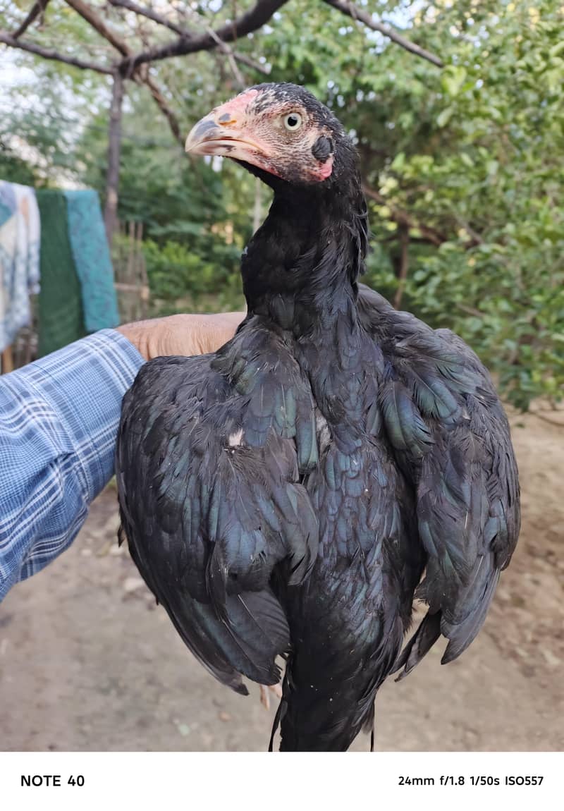 mushka pair 1