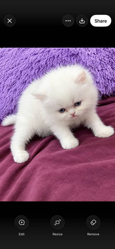Persian kittens for sell 15K each