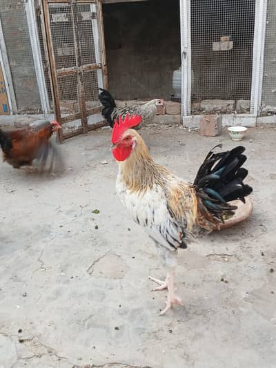 golden Misri