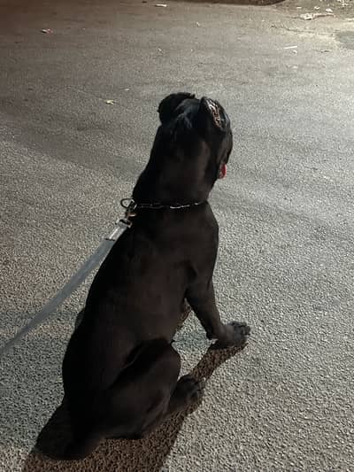 Cane corso for sale