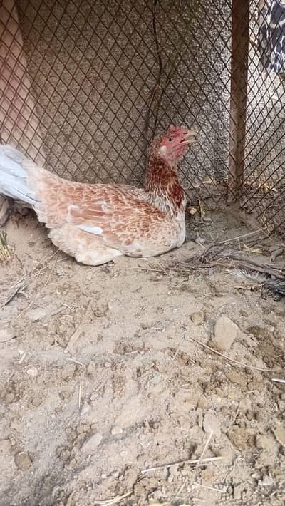 Aseel madi for sale