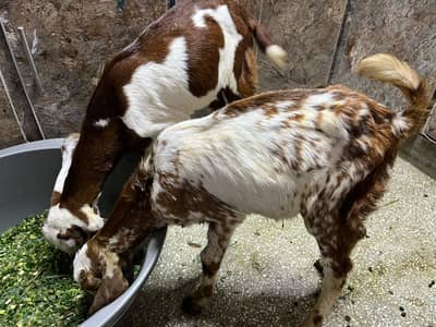 Makhi chenay bakray for sale
