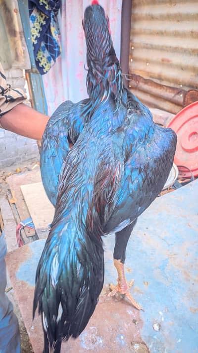 Pure O Shamo Aseel Patha - Black Japanese Shamo