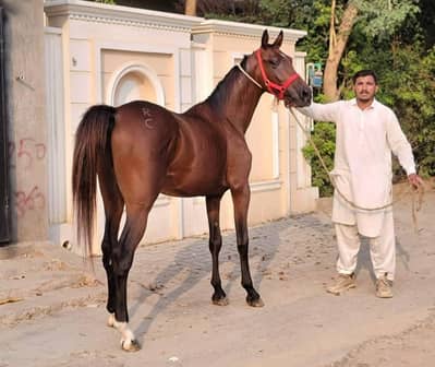 Angelo Arab horse cold age 26 manths for sale03018067640