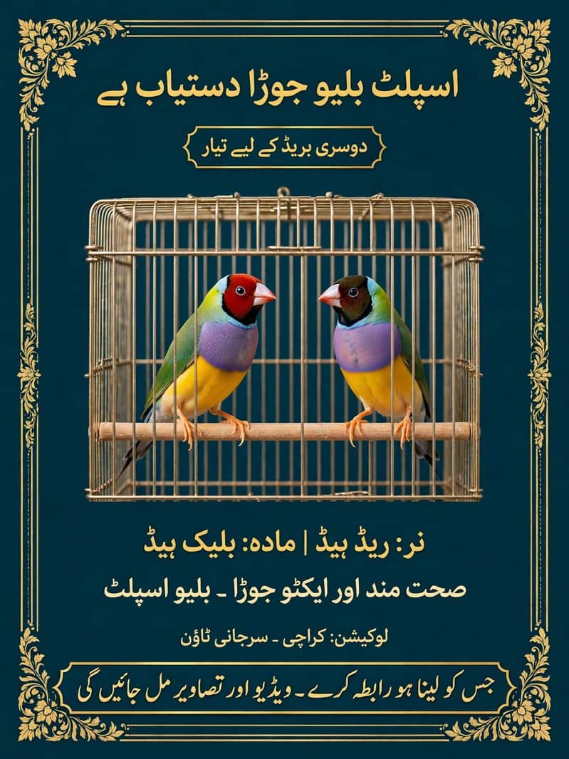 Goldian Split Blue Breeder 1