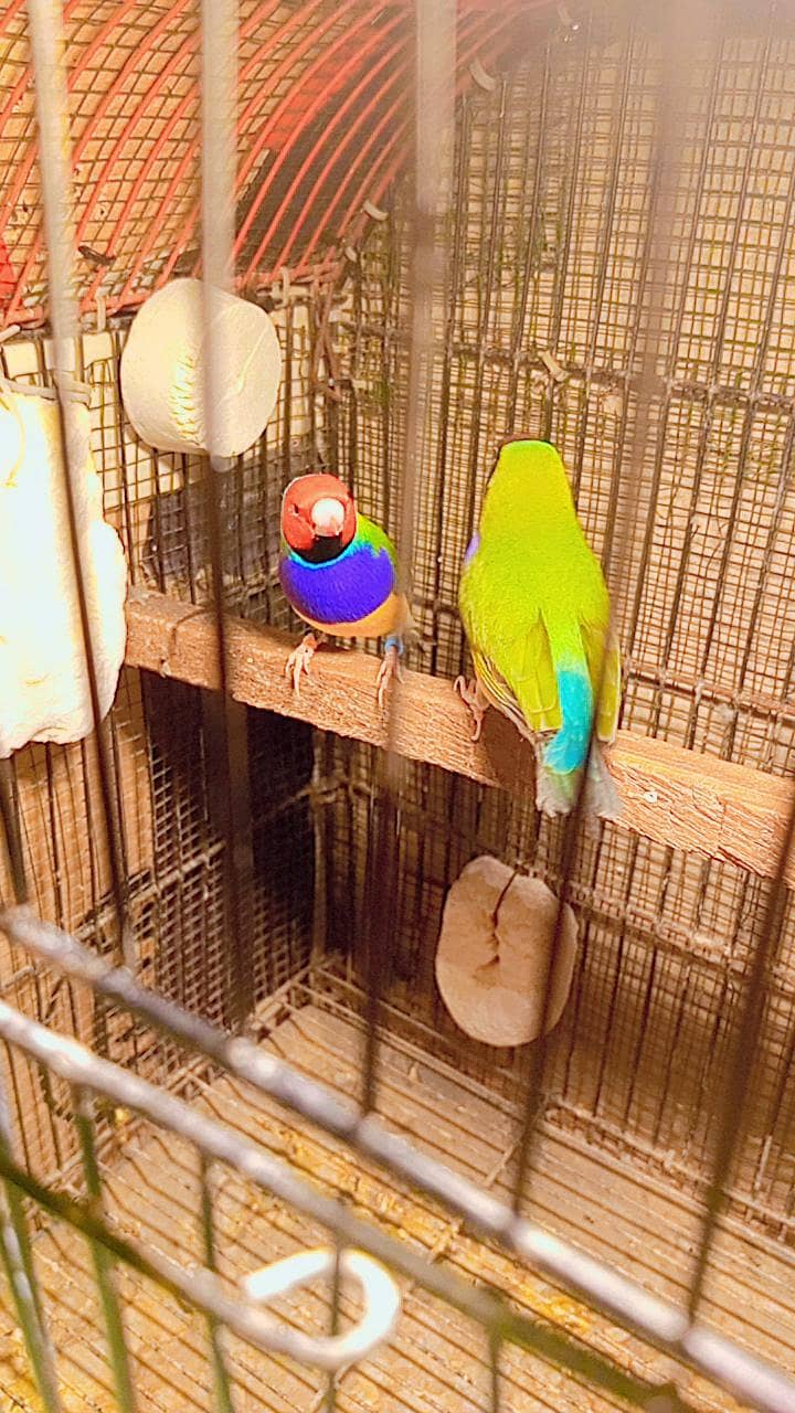 Goldian Split Blue Breeder 7