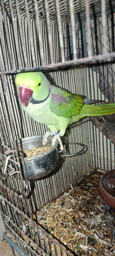 RAW Male Green Parrot